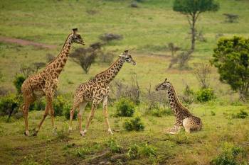 5 Days Tanzania Safari Tour