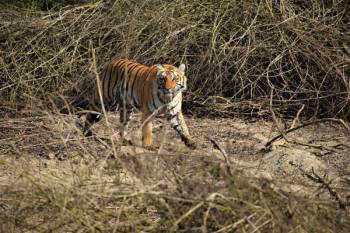 Corbett Wildlife Safari Tour 4N - 5D