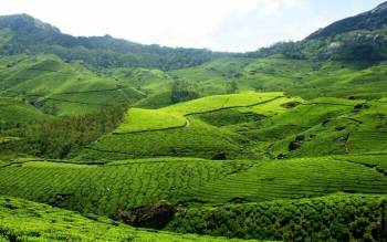 3 Night - 4 Days Cochin - Munnar - Thekkady Tour Ex - Cochin