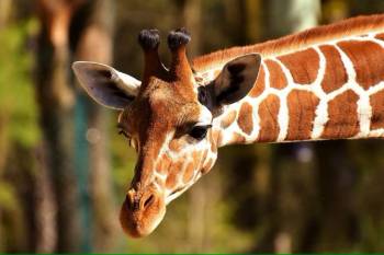 14- Day Kenya and Tanzania Adventure Safari