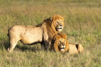 3-Day Fly-in Luxury Safari Package Masai Mara