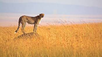 14-Day Wonderful Kenya Safari - Beach Tour