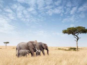 10-Day East Africa Safari Adventure Tour