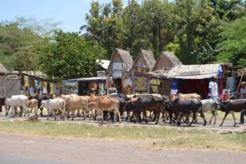 One Day Tanzania - Village Walk Tour