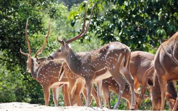 10 Nights 11 Days In Kasauli - Shimla - Dharamshala - Dalhousie - Manali Tour