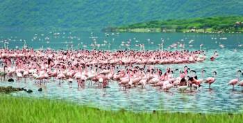 4N Kenya - Nairobi - Lake Nakuru National Park Heaven Of Flamingo