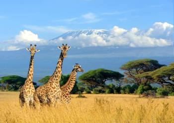 6N Kenya - Glimpse Of Mt - Kilimanjaro