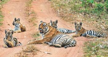 5 Nights - 6 Days Central India Wildlife Tour