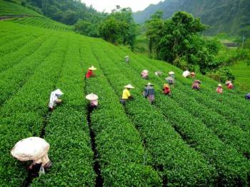 4N Northeast - Gangtok And Darjeeling Tour