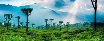 5N Sri Lanka - Kandy - Colombo And Bentota Tour