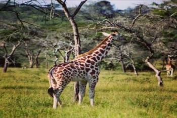 1 Day Safari To Lake Mburo National Park From Kampala