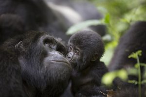 3 Days Uganda Gorilla Tour Group