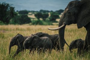 3 Day Safari Package To Queen Elizabeth