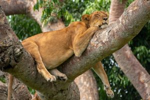 5 Day Gorillas - Chimpanzees And Climbing Lions Safari Tour