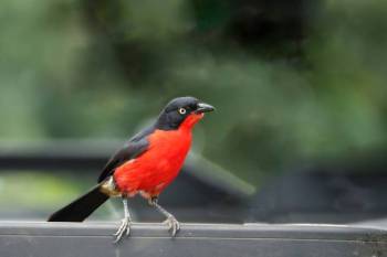 11 Days Uganda Birding Safaris Tour