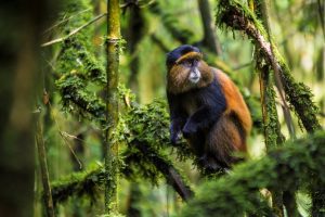 1 Day Golden Monkey Trekking In Volcanoes National Park From Kigali