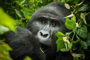 4 Day Rwanda Gorilla Trekking Tour