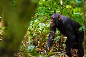 7 Day Rwanda Akagera Wildlife - Chimpanzee Trekking Tour
