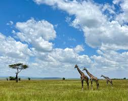 2-Day Maasai Mara Safari Itinerary From Nairobi