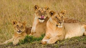 The Classic Maasai Mara Safari Tour