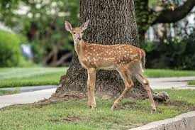 City And Suburban Wildlife Adventure Tour