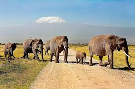 Tsavo East - Tsavo West - Amboseli Tour