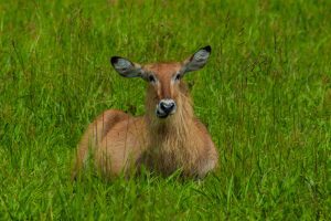 5 Day Safari In Rwanda Wildlife - Adventure Tour
