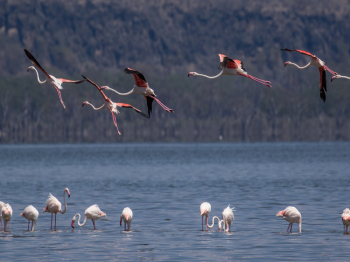 5 Days Kenya Safari Tour