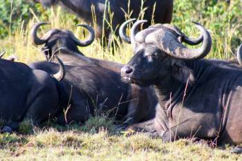 3 Day Masai Mara Safari - Joining Group Tour