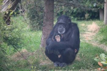 4 Day Chimpanzee Tracking And Birding Tour In Burundi