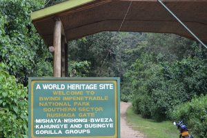 3-Day Gorilla Tracking In Uganda From Kigali