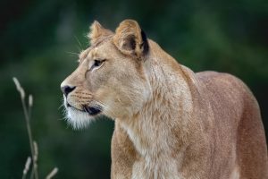 5-Days Uganda Gorilla Trekking Short Tour