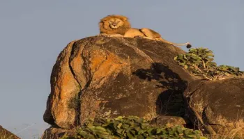 Mind Range 11 Days Kenya - Tanzania Safari Tour