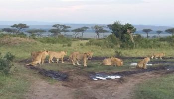 Maasai Mara 3 Days Safari Tour