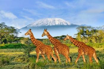 4 Day Kenya Safari Classic Tour