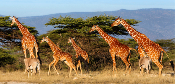 5 Day Kenya Safari Tour
