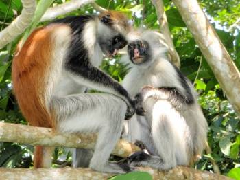 5 Day Zanzibar Safari Tour