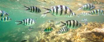 2 Day Watamu Marine National Park Tour