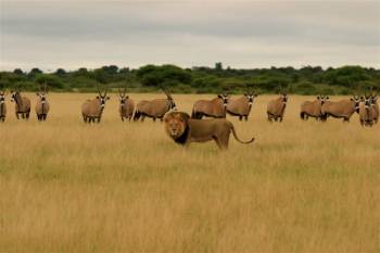 7 Days Botswana Safari Tour