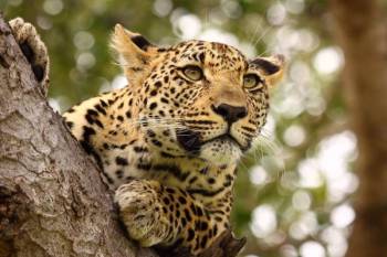 9 Day Kenya Safari Tour