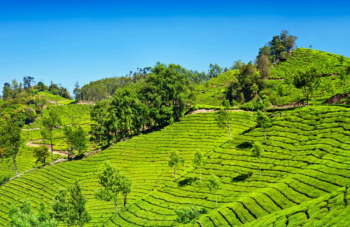 3 Night Trip To Munnar
