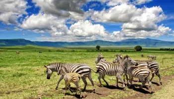 5 Nights - 6 Days Kenya Safari Tour Package