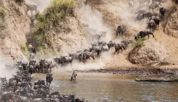 3 Days / 2 Nights Maasai Mara Safari