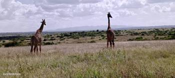 3 nights 4 days Masai mara national reserve