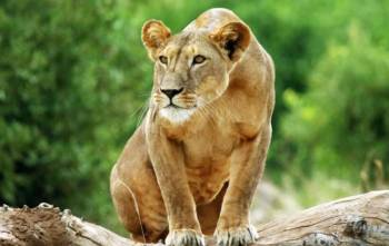 3 Days Lake Naivasha To Lake Nakuru Adventure Safari Tour