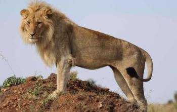 3 Days Amboseli Tsavo East Safari Tour