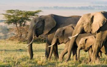 Masai Mara And Lake Nakuru Big 5 Safari Tour