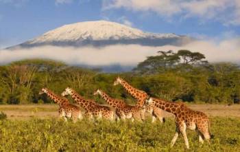 4 Days Mombasa Safari - Tsavo West - Amboseli - Tsavo East - Mombasa Beaches Tour