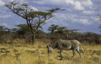 Lake Naivasha - Lake Nakuru - Masai Mara Kenyan Safaris Tour