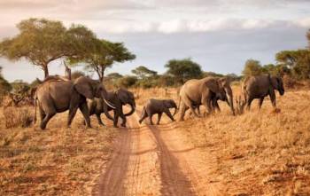 2 Day Tarangire And Ngorongoro Adventure Tour